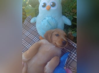 Junghund GIACOMO sucht sein Körbchen