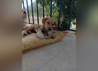 Junghund GIACOMO sucht sein Körbchen