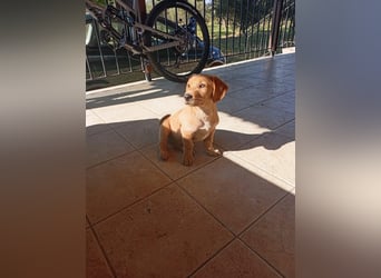 Junghund GIACOMO sucht sein Körbchen