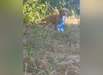 Junghund GIACOMO sucht sein Körbchen