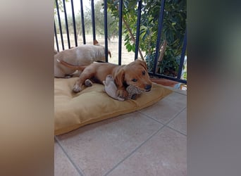 Junghund GIACOMO sucht sein Körbchen