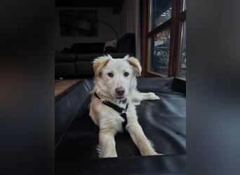 Pfiffiger Kokoni Mix Junge sucht seine Familie