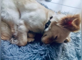 Fröhliche Kokoni Mix Maya sucht passende Familie