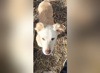 Pfiffiger Kokoni Mix Junge sucht seine Familie