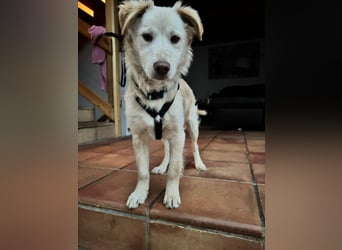 Pfiffiger Kokoni Mix Junge sucht seine Familie