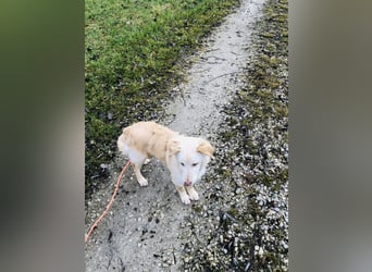 Pfiffiger Kokoni Mix Junge sucht seine Familie