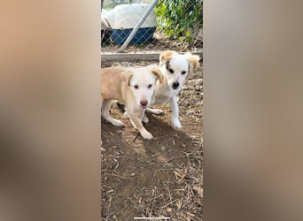 Pfiffiger Kokoni Mix Junge sucht seine Familie