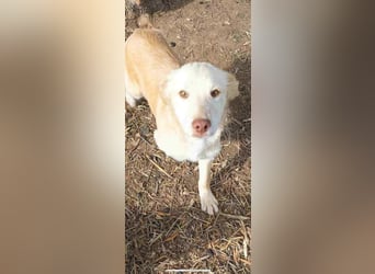 Pfiffiger Kokoni Mix Junge sucht seine Familie