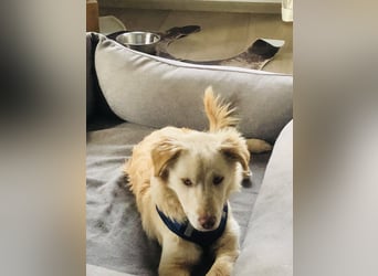 Pfiffiger Kokoni Mix Junge sucht seine Familie