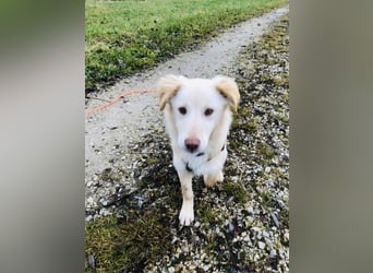 Pfiffiger Kokoni Mix Junge sucht seine Familie