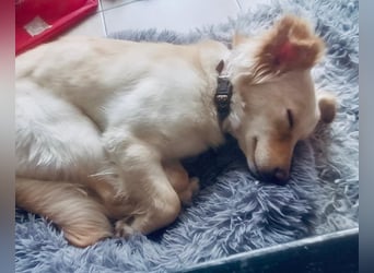 Fröhliche Kokoni Mix Maya sucht passende Familie