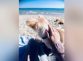 Fröhliche Kokoni Mix Maya sucht passende Familie