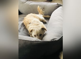 Pfiffiger Kokoni Mix Junge sucht seine Familie