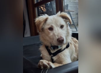 Pfiffiger Kokoni Mix Junge sucht seine Familie