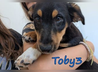 Toby3 geb. 03/2026 (in Deutschland) - aufgeweckter kleiner Charmeur sucht seinen Wirkungskreis!