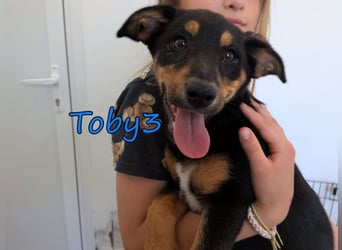 Toby3 geb. 03/2026 (in Deutschland) - aufgeweckter kleiner Charmeur sucht seinen Wirkungskreis!