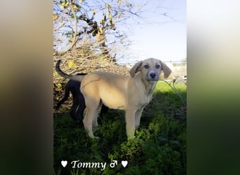 Neue Bilder: Terry und Tommy suchen ab Januar ein Zuhause