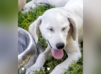 Robbie, f., in SÜW zu besuchen  sucht eine Familie