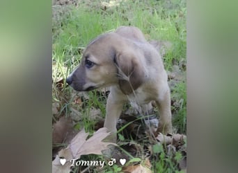 Terry, Tino, Tina, Tobi und Tommy suchen ab Ende Dezember ein Zuhause