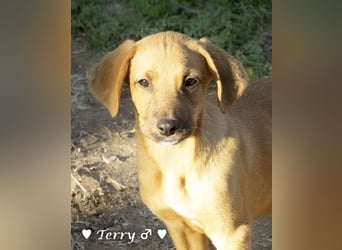 Neue Bilder: Terry und Tommy suchen ab Januar ein Zuhause