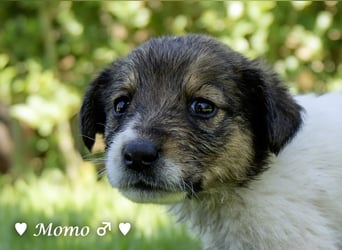 Appa und Momo suchen ein zuhause