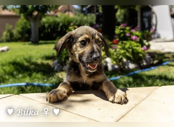Baci, Bado und Bilka suchen ab 1.8. ein Zuhause