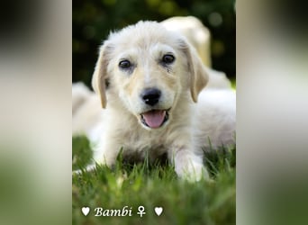 Update: drei Welpen (Baja,  Bambi, und   Brownie) suchen ab  Ende August ein Zuhause