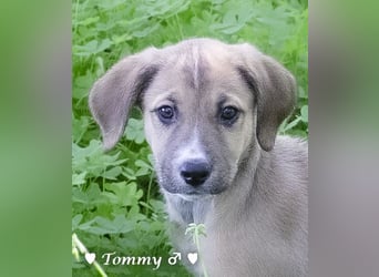 Terry, Tino, Tina, Tobi und Tommy suchen ab Ende Dezember ein Zuhause