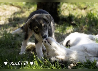 Baci, Bado und Bilka suchen ab 1.8. ein Zuhause
