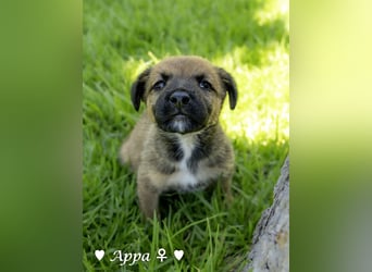 Appa und Momo suchen ein zuhause