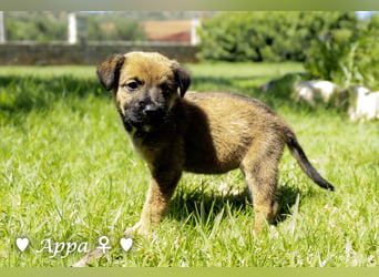 Appa und Momo suchen ein zuhause