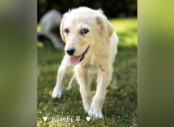 Baja,  Bambi, Scorpio und   Brownie suchen ab August ein Zuhause