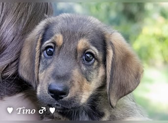 Terry, Tino, Tina, Tobi und Tommy suchen ab Ende Dezember ein Zuhause