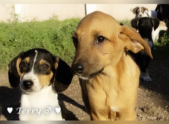 Neue Bilder: Terry und Tommy suchen ab Januar ein Zuhause