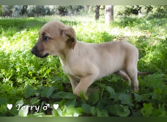 Neue Bilder: Terry und Tommy suchen ab Januar ein Zuhause