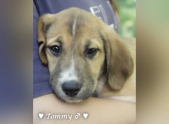 Terry, Tino, Tina, Tobi und Tommy suchen ab Ende Dezember ein Zuhause