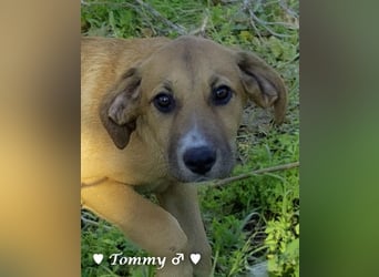 Neue Bilder: Terry und Tommy suchen ab Januar ein Zuhause