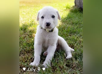 Lily und Dove (Rüde)  suchen  ihre Familie ab sofort