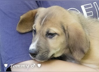 Tommy sucht ab Januar ein Zuhause
