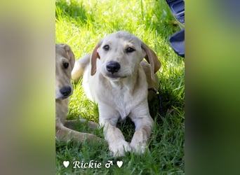 Robbie, f., in SÜW zu besuchen  sucht eine Familie