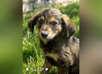 Baci, Bado und Bilka suchen ab 1.8. ein Zuhause