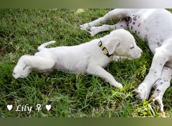 Lily und Dove (Rüde)  suchen  ihre Familie ab sofort