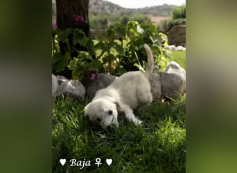 Update: drei Welpen (Baja,  Bambi, und   Brownie) suchen ab  Ende August ein Zuhause