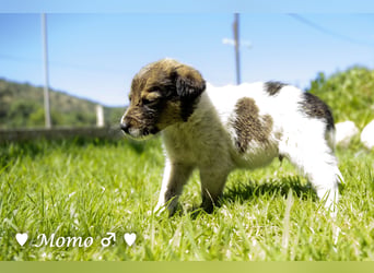 Appa und Momo suchen ein zuhause