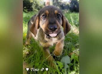 Terry, Tino, Tina, Tobi und Tommy suchen ab Ende Dezember ein Zuhause