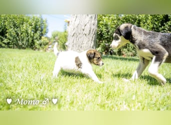Appa und Momo suchen ein zuhause