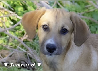 Neue Bilder: Terry und Tommy suchen ab Januar ein Zuhause