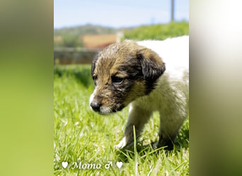 Appa und Momo suchen ein zuhause