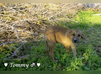 Neue Bilder: Terry und Tommy suchen ab Januar ein Zuhause