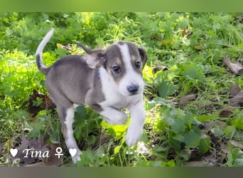 Terry, Tino, Tina, Tobi und Tommy suchen ab Ende Dezember ein Zuhause